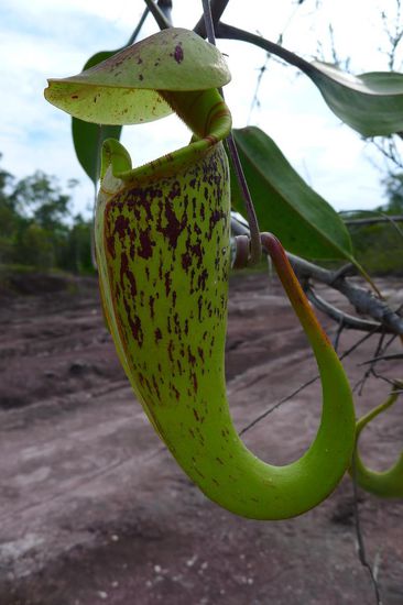 ...oder an Bäumen und Felsen wachsend. Unzählige verschiedene Arten kamen hier vor