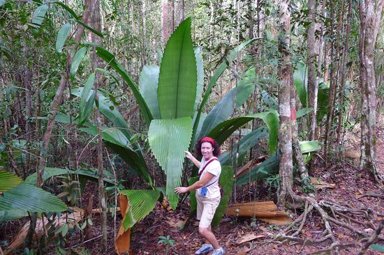 Vorher noch nie solch grosse Blätter gesehen