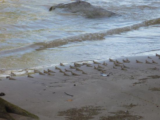 .....in denen massenhaft Schlammspringer zu sehen waren