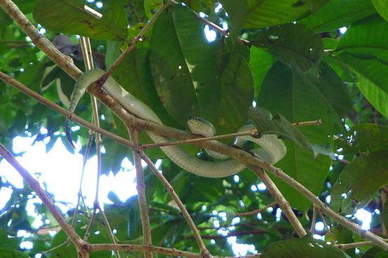 Die "hauseigene" Viper in einem Baum des Unterkunftareals, der Star jeder von einem Ranger geführten Wanderung