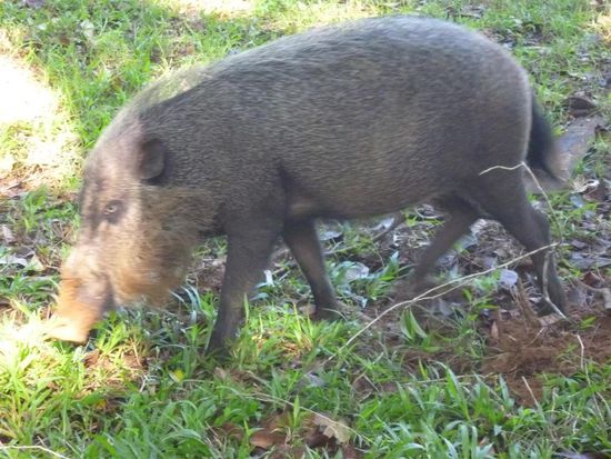 Die bärtigen Wildschweine liefen überall herum