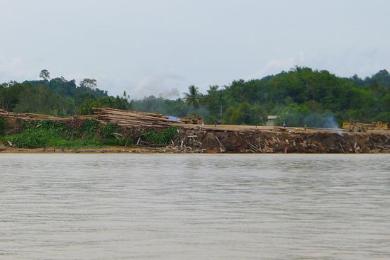 An jedem Fluss gibt es massenhaft holzverarbeitende Fabriken. Wie wir hörten, nicht immer zur Freude der Einwohner, die gerne ihren Regenwald erhalten würden