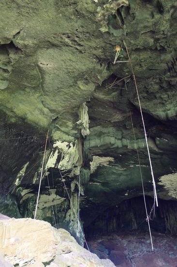Im gesamten Höhlensystem hängen von den hohen Decken die Bambusstäbe  der Schwalbennest- Sammler