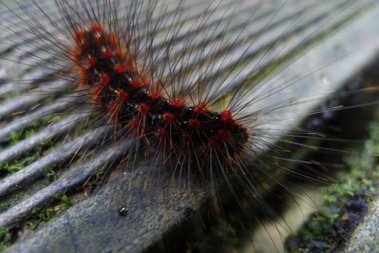 Dafür sahen wir so manches Getier