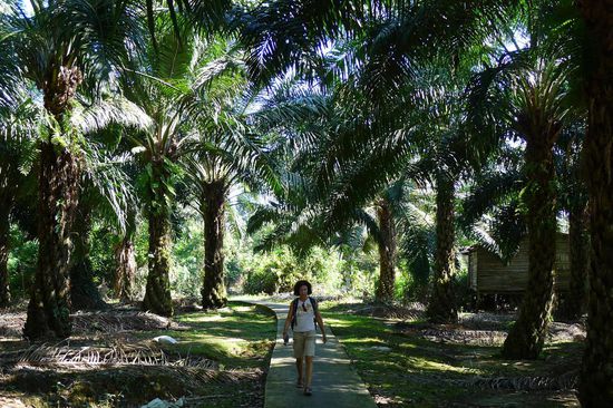 Der Weg nach Batu Niah führte durch eine grosse Ölpalm-Plantage