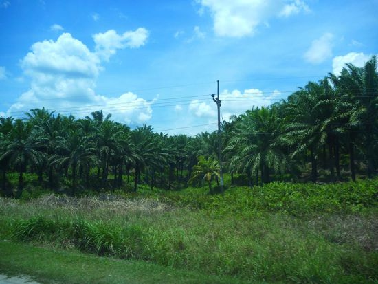 Die Strasse nach Lambir Hills führte wieder an unzähligen Ölpalmen-Plantagen vorbei
