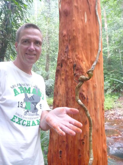 Es gibt Dinge, da sollte man einfach die Finger von lassen, wie abfärbende Bäume