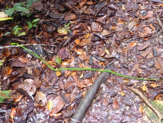 Der grüne Strich quer durchs Bild ist eine Schlange, in Natura kann man leicht drauftreten, da kaum zu sehen