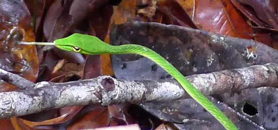 Es lebe die Nahaufnahme, da ist auch eine sonst gut getarnte Schlange eindeutig zu erkennen