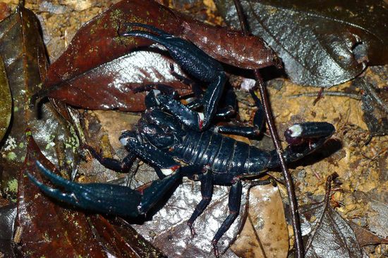 Der grosse Skorpion war gut zu sehen