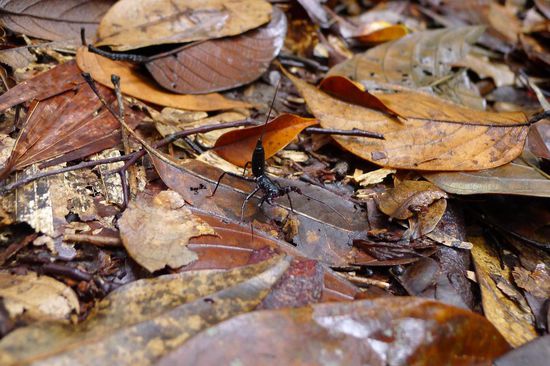Die kleinen Skorpione waren schwer zu erkennen