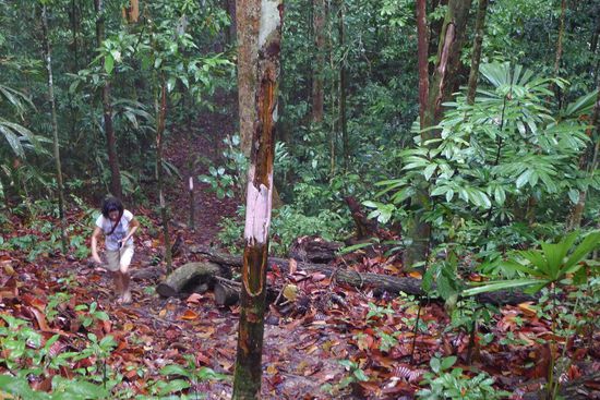 Bergauf durch sehr nasses Laub