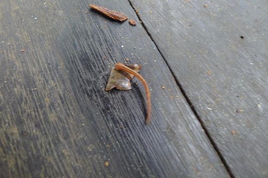 Diesen munteren Blutegel konnten wir auf einer Brücke von meinem  Fuss entfernen. Beim Fotografieren sprang er gleich die Kameralinse an und saugte sich dort fest