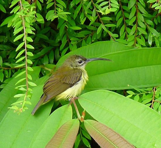 Endlich ein Vögelchen das nicht so kamerascheu  war