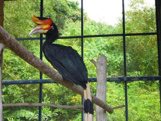 Wenigstens dort sahen wir einen Nashornvogel, im Gegensatz zu den verschiedenen Arten Nashornvögel die dort zu sehen waren, durften die anderen Vögel frei in ihren Volieren fliegen