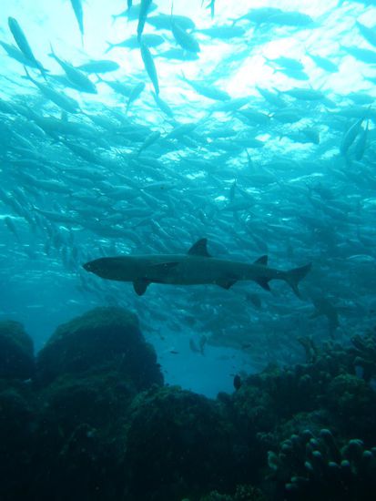 Beeindruckende Unterwasserwelt, die Investition in eine Unterwasserkamera hatte sich gelohnt