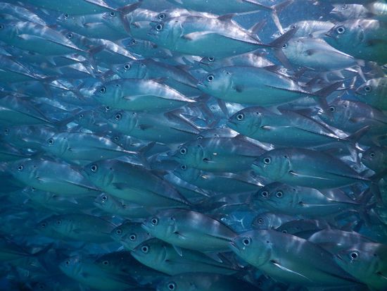 Es gab riesige Fischschwärme zu sehen