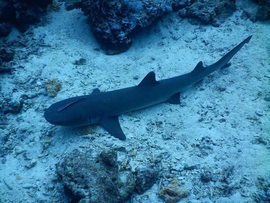 Auch ein Hai braucht Zeit zum Ausruhen