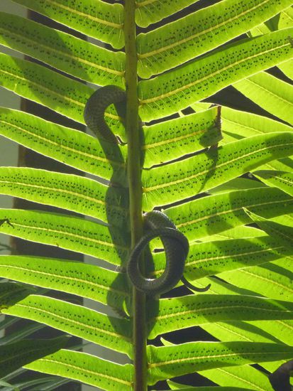 Im botanischen Garten entdeckt, eine Schlange die sich mit "Sprüngen" von Ast zu Ast fortbewegte