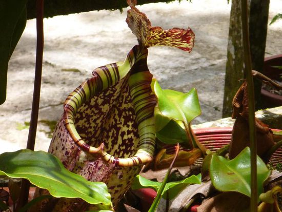 Eine besonders grosse Pitcher Plant, da passte locker ein halber Liter Flüssigkeit hinein