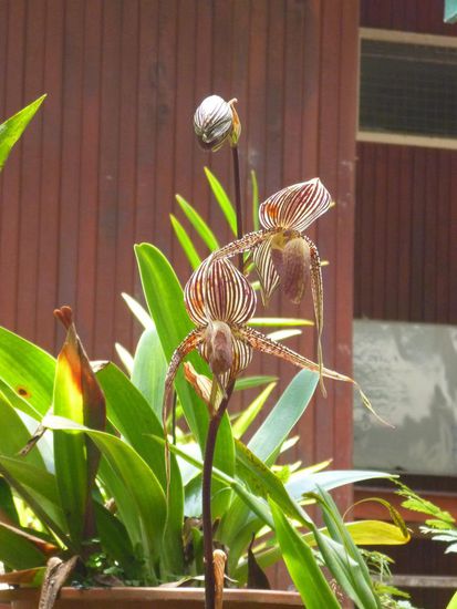 Die berühmte und teure Rothschild Orchidee, stand geschützt hinter einem Zaun