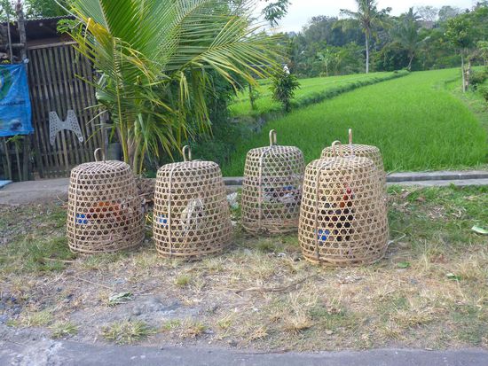 Hähne in ihren Körben sind überall vertreten. Dank der nächtlichen Ruhestörung haben wir mittlerweile ein leicht gestörtes Verhältnis zu diesem Geflügel