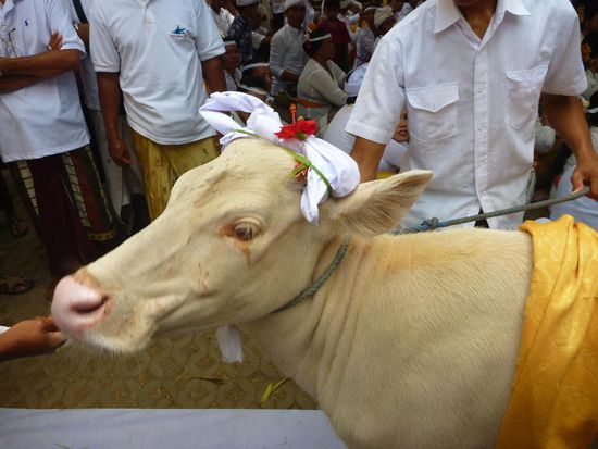 Eine geschmückte Kuh .......