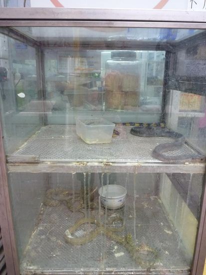 Beliebt zur Winterzeit, Gerichte aus Schlangen ( hier das Speisenangebot vor einem Lokal ) Soll gut vor Erkältung schützen.