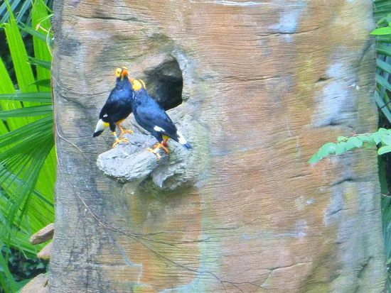 Vögel in der grossen Freiflug Voliere im Hong Kong Park