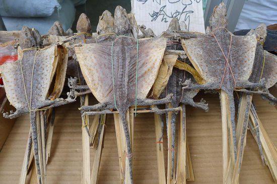 Getrocknete Eidechsen, vor einem Laden ausgelegt (zum Essen ?)