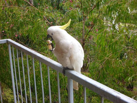 Kakadus fliegen hier herum wie bei uns Tauben. Sie sind teilweise recht zutraulich und einer kam regelmäßig auf unseren Balkon zu Besuch.Ein freundlicher Geselle.Wir nannten ihn Harry und er hatte nix dagegen!