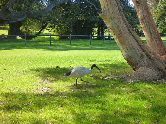 Im botanischen Garten sieht man unzählige Ibise herumlaufen