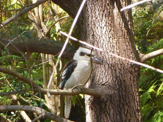 Die lachenden Kookaburras sehen witzig aus und ihr Geschrei, nicht zu überhören, animiert einfach nur zum Mitlachen