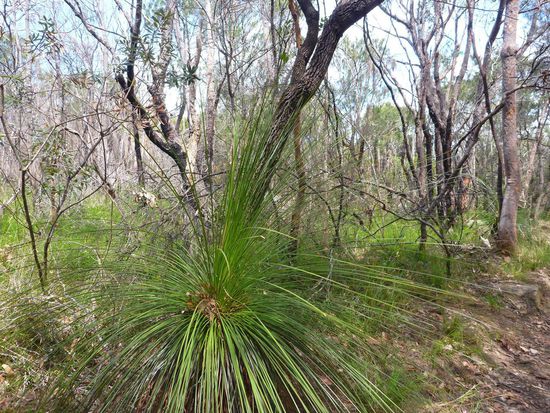 Grass-Trees, riesige Grasbüsche aus denen irgendwann ein Stamm herauswächst. Ein klassischer Einwohner der Wälder hier