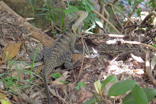 "Wasserdrachen"  huschen hier überall herum, in verschiedenen Grössen