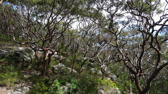 Keine grüne Hölle mehr, es sieht australisch aus, so wie man es sich vorstellt