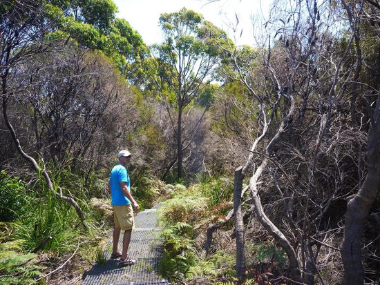 Im Nationalpark des North Head. Auch hier wie fast überall, bequeme, für jedermann begehbare Wege.