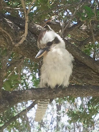 Noch einmal ein Kookaburra, die sind einfach nur witzig, und diese Lache die diese Vögel haben, unglaublich.