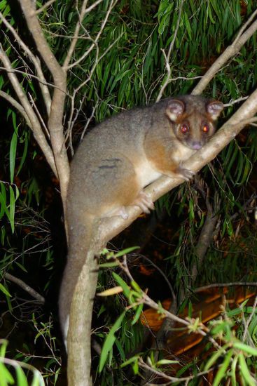 Nightlife vor der Haustür: ein niedliches Possum welches nachts in den Bäumen vor dem Haus herumturnt. Ist aber immer Glückssache es zu entdecken.