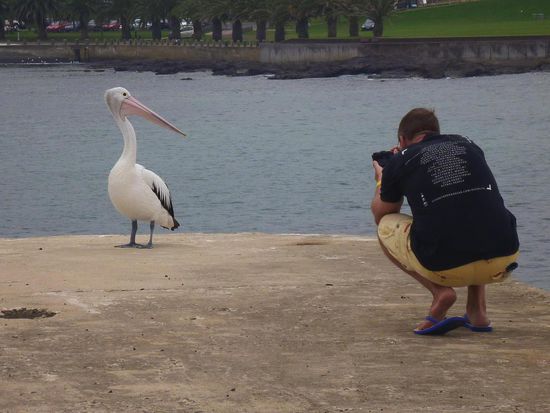 Der Hobby Fotograf auf der Pirsch (Pelikan :Hey,hat der Onkel vielleicht was zu futtern???)