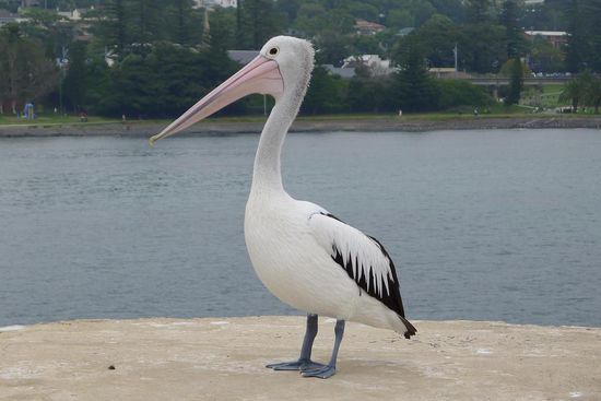 Das Ergebnis kann sich sehen lassen. In Wassernähe gehören Pelikane zum gewohnten Bild.