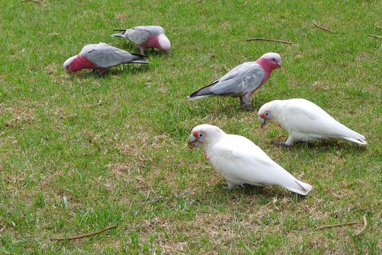 In den Parks sieht man unzählige verschiedene Papageienarten, hier Rosellas und Galahs.
