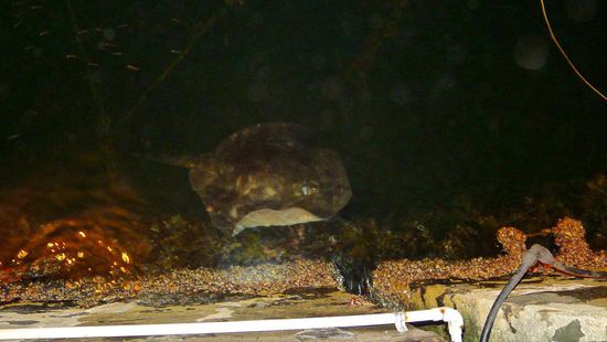 Bei Einbruch der Dunkelheit konnten wir im Hafen von Kiama Stachel-Rochen beobachten, die entlang der Kaimauern auf Futtersuche waren.