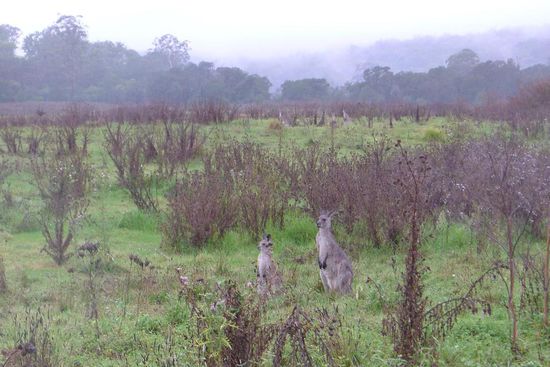 Zum Frühstück gibt es Känguruh Show