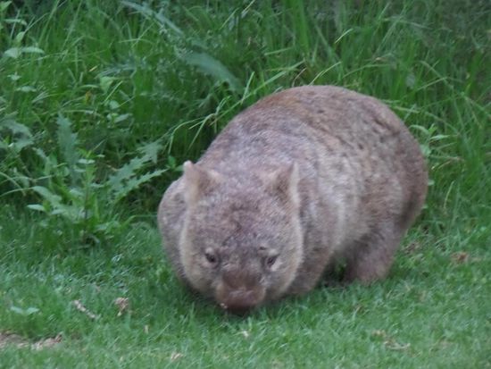 ....und präsentieren sich in voller Lebensgrösse