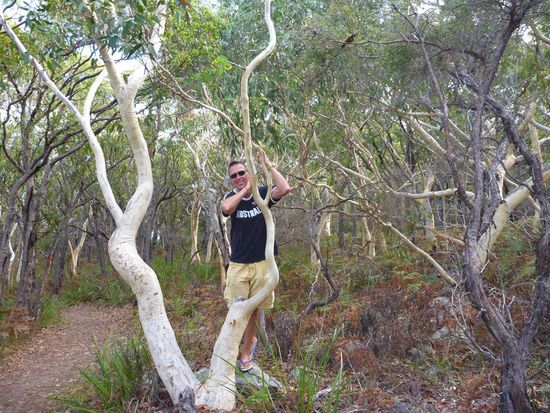 Der Weg führt durch trockenen Küstenwald