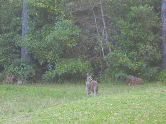 An unseren Standplatz am Greenfield Beach kamen abends neben anderen Tieren auch wieder Känguruhs zu Besuch
