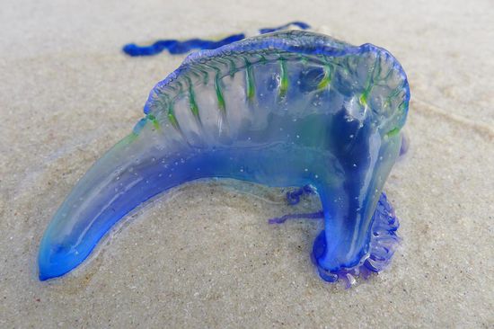 Greenfield Beach und Hyams Beach, viele viele Blue Bottles waren dort angeschwemmt