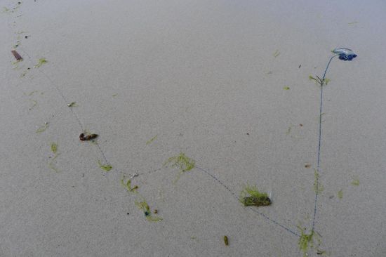 Die Tentakel sind lang und kaum zu sehen, besonders wenn der dazugehörige  Körper nicht mehr vorhanden ist