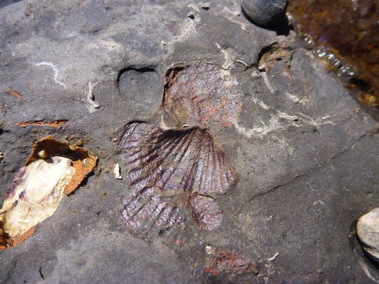 Dort findet man massenhaft versteinerte Muscheln, Algen, Meerestiere usw. aus prähistorischer Zeit